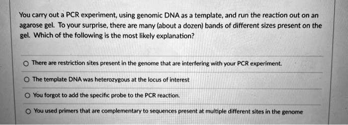 You carry out a PCR experiment, using genomic DNA as a template, and run the reaction out on an agarose gel. To your surprise, there are many (about a dozen) bands of different sizes present on the gel. Which of the following is the most likely explanation?

There are restriction sites present in the genome that are interfering with your PCR experiment.

The template DNA was heterozygous at the locus of interest

You forgot to add the specific probe to the PCR reaction.

You used primers that are complementary to sequences present at multiple different sites in the genome