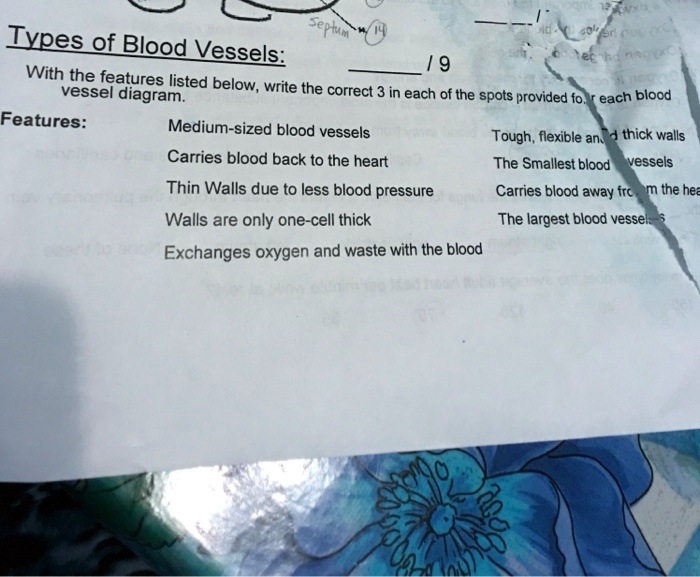 SOLVED Types of Blood Vessels With the features listed in the vessel diagram below, write the