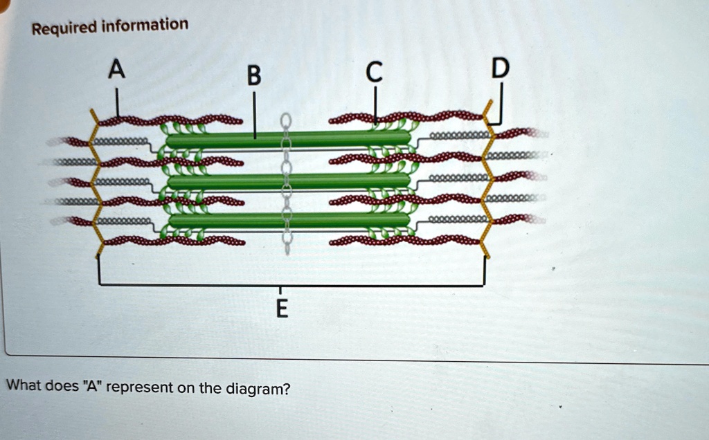 Required information
A
B
C
D
E
What does "A" represent on the diagram?
