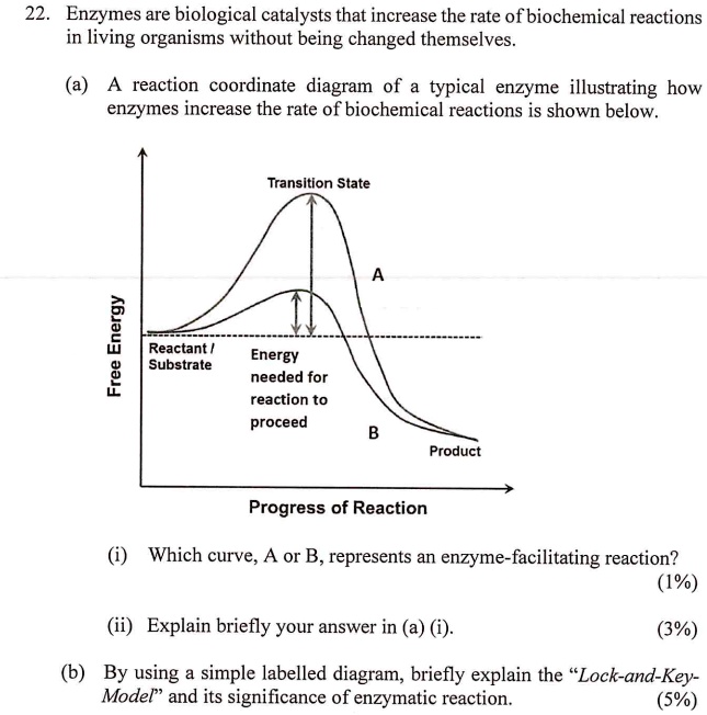 SOLVED 22 Enzymes are biological catalysts that increase the rate of