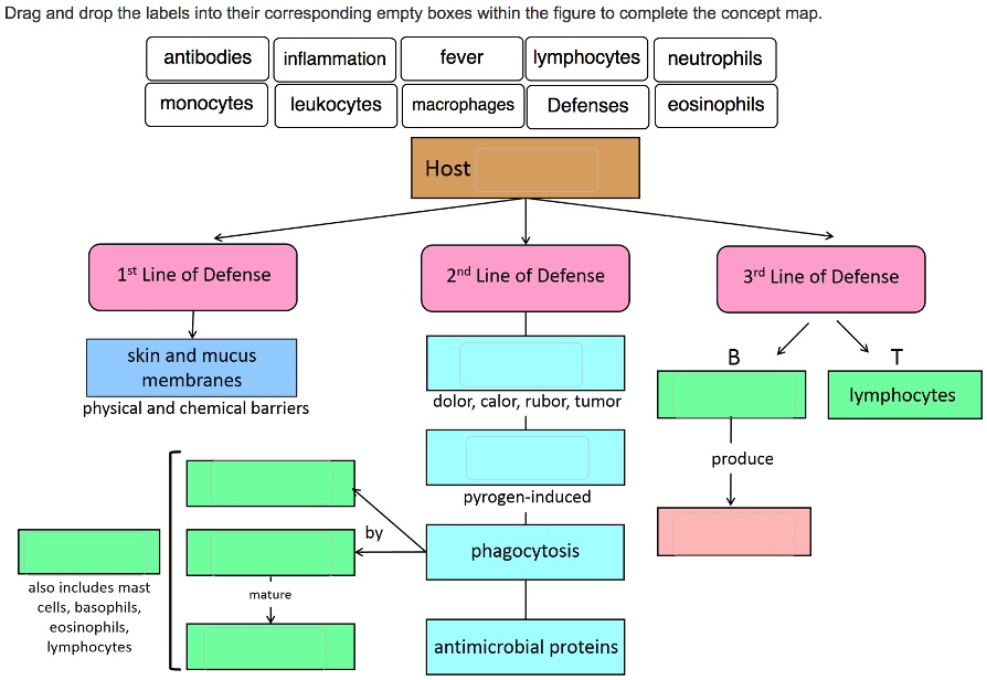 SOLVED Drag and drop the labels into their corresponding empty boxes