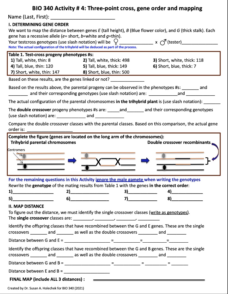 Bio 340 Activity 4 Three Point Cross Gene Order And Mapping Name Last ...