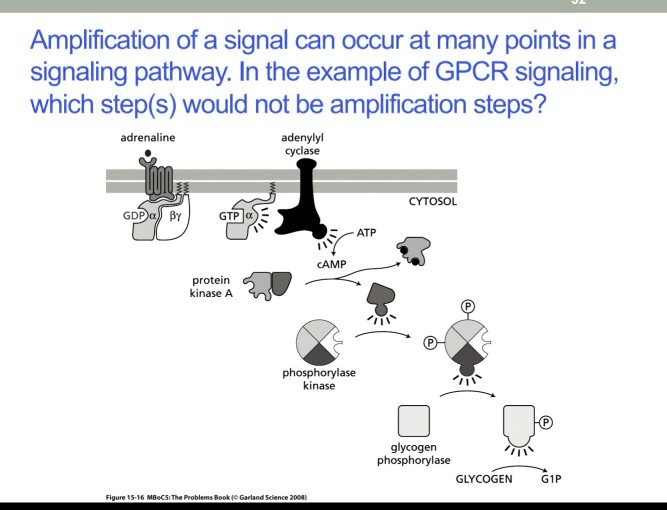 SOLVED Amplification of a signal can occur at many points in a