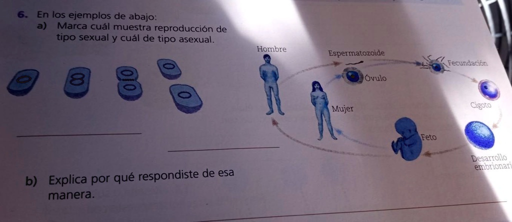 SOLVED: En Los Ejemplos De Abajo: A) Marca Cuál Muestra Reproducción De ...