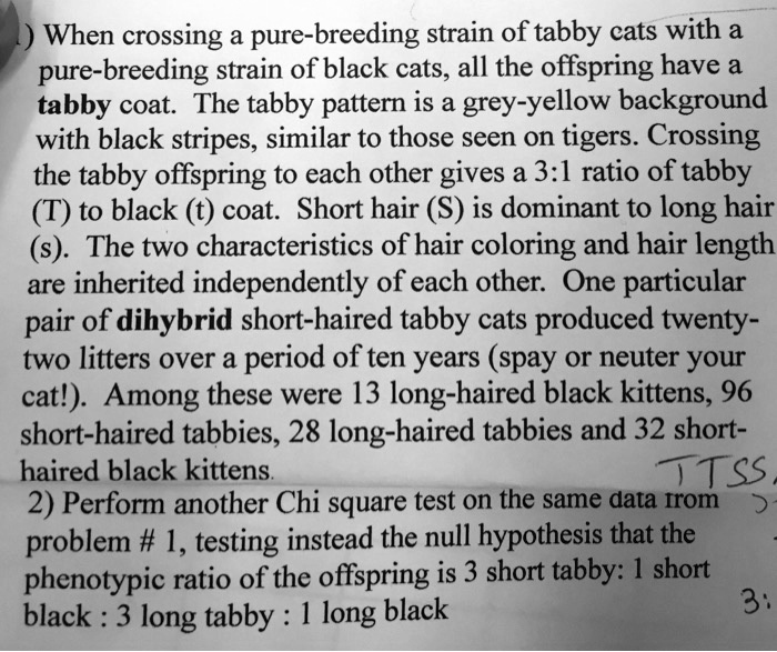 SOLVED When crossing a purebreeding strain of tabby cats with a pure