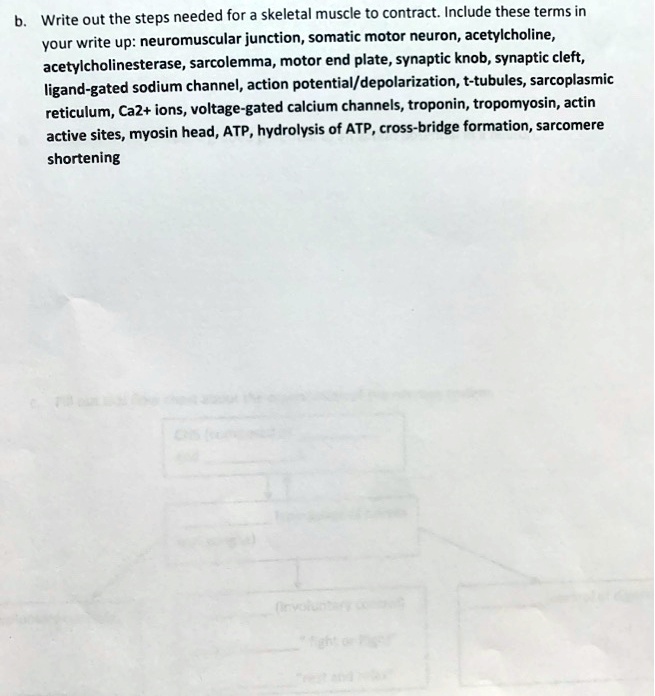b. Write out the steps needed for a skeletal muscle to contract ...