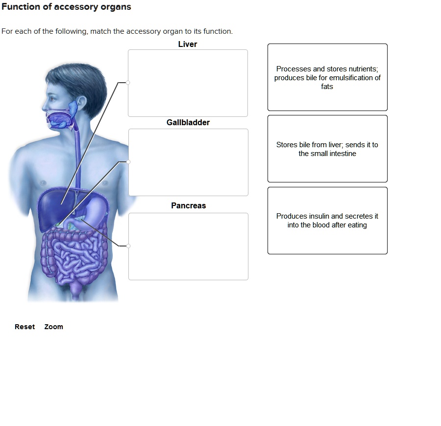 SOLVED Function of accessory organs For each of the following; match the accessory organ to its