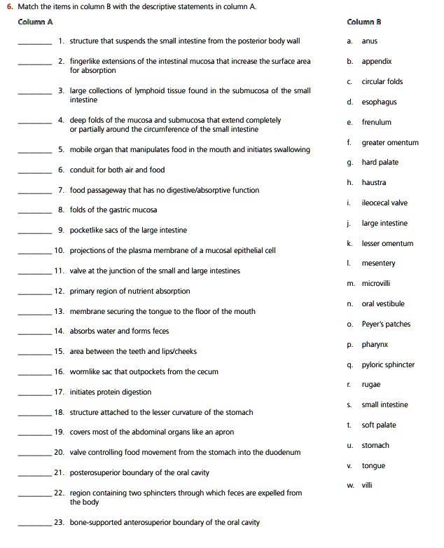 6. Match the items in column B with the descriptive statements in column A.
Column A
1. structure that suspends the small intestine from the posterior body wall
2. fingerlike extensions of the intestinal mucosa that increase the surface area
for absorption
3. large collections of lymphoid tissue found in the submucosa of the small
intestine
4. deep folds of the mucosa and submucosa that extend completely
or partially around the circumference of the small intestine
5. mobile organ that manipulates food in the mouth and initiates swallowing
6. conduit for both air and food
7. food passageway that has no digestive/absorptive function
8. folds of the gastric mucosa
9. pocketlike sacs of the large intestine
10. projections of the plasma membrane of a mucosal epithelial cell
11. valve at the junction of the small and large intestines
12. primary region of nutrient absorption
13. membrane securing the tongue to the floor of the mouth
14. absorbs water and forms feces
15. area between the teeth and lips/cheeks
16. wormlike sac that outpockets from the cecum
17. initiates protein digestion
18. structure attached to the lesser curvature of the stomach
19. covers most of the abdominal organs like an apron
20. valve controlling food movement from the stomach into the duodenum
21. posterosuperior boundary of the oral cavity
22. region containing two sphincters through which feces are expelled from
the body
23. bone-supported anterosuperior boundary of the oral cavity
Column B
a. anus
b. appendix
c. circular folds
d. esophagus
e. frenulum
f. greater omentum
g. hard palate
h. haustra
i. ileocecal valve
j. large intestine
k. lesser omentum
l. mesentery
m. microvilli
n. oral vestibule
o. Peyer's patches
p. pharynx
q. pyloric sphincter
r. rugae
s. small intestine
t. soft palate
u. stomach
v. tongue
w. villi
