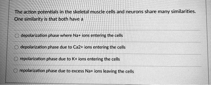 The action potentials in the skeletal muscle cells and neurons share many similarities.
One similarity is that both have a
depolarization phase where Na+ ions entering the cells
depolarization phase due to Ca2+ ions entering the cells
repolarization phase due to K+ ions entering the cells
repolarization phase due to excess Na+ ions leaving the cells