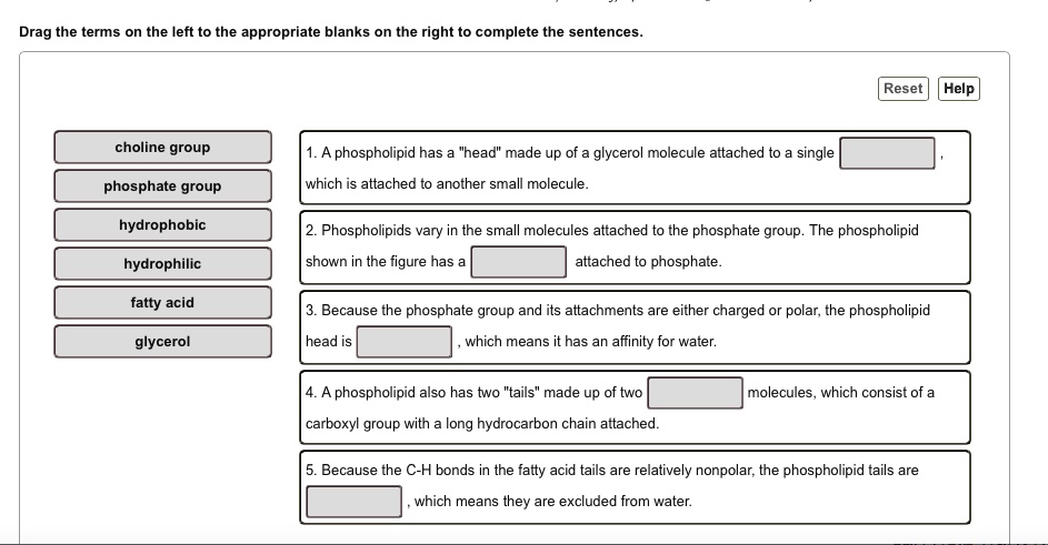 Solved Drag The Terms On The Eft To The Appropriate Blanks On The Right To Complete The Sentences Reset Help Choline Group A Phospholipid Has Head Made Up Of Glycerol Molecule Attached To