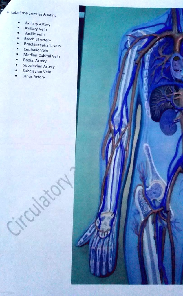 SOLVED Label the arteries veins Label the arteries veins Axillary