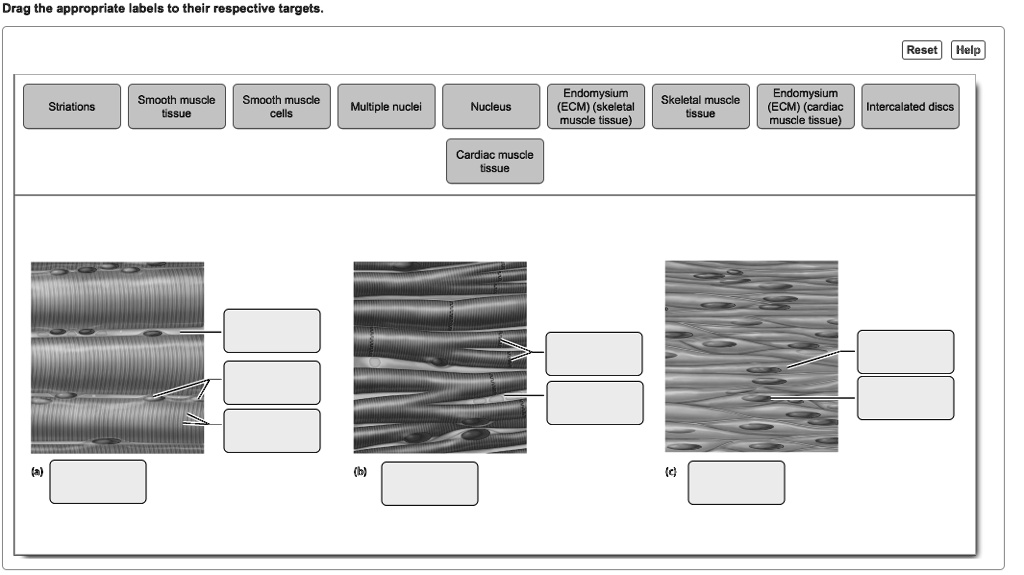 Endomysium (ECM) (skeletal muscle tissue) Endomysium (ECM) (cardiac