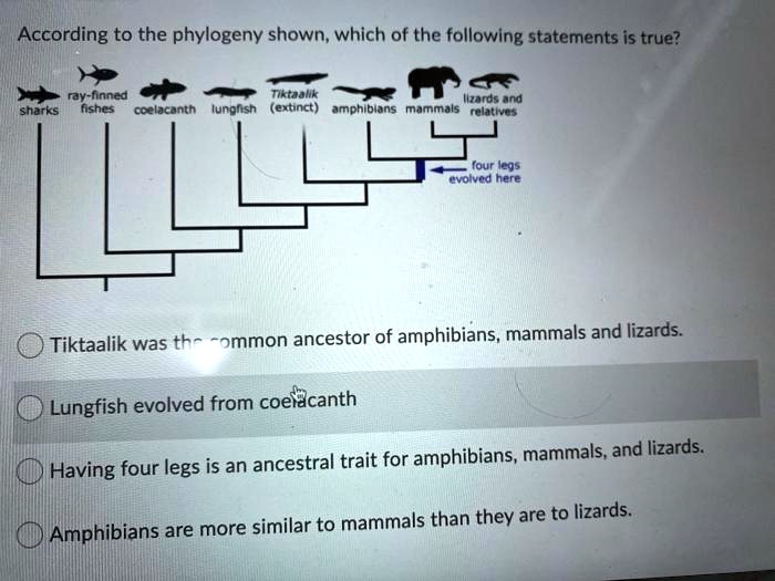 According to the phylogeny shown, which of the following statements is true?
sharks ray-finned fishes coelacanth lungfish Tiktaalik (extinct) amphibians mammals lizards and relatives
four legs evolved here
Tiktaalik was the common ancestor of amphibians, mammals and lizards.
Lungfish evolved from coelacanth
Having four legs is an ancestral trait for amphibians, mammals, and lizards.
Amphibians are more similar to mammals than they are to lizards.