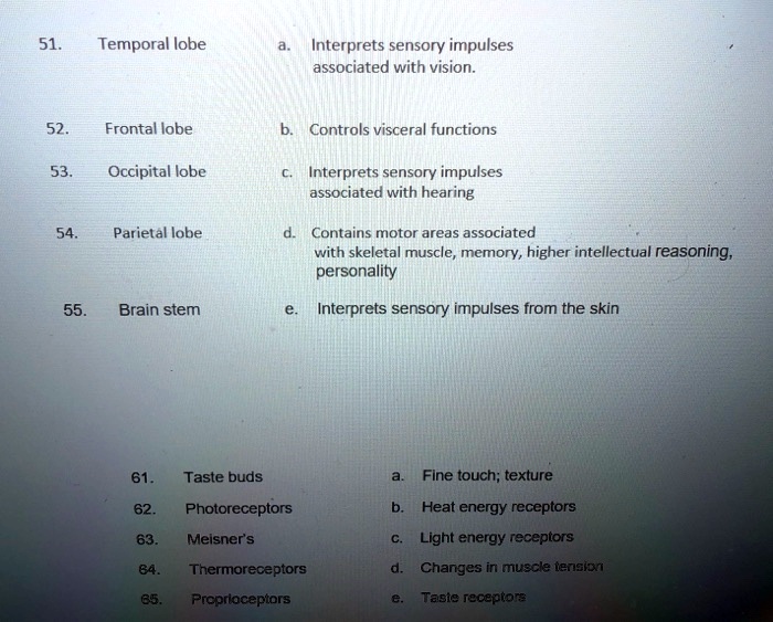 SOLVED: 51 Temporal lobe Interprets sensory impulses associated with ...