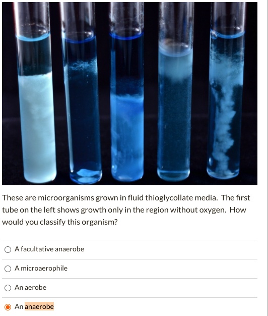 SOLVED: These Are Microorganisms Grown In Fluid Thioglycollate Media ...