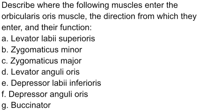 SOLVED Describe where the following muscles enter the orbicularis