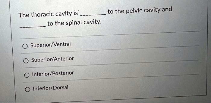 The thoracic cavity is  to the pelvic cavity and  to the spinal cavity.

Superior/Ventral
Superior/Anterior
Inferior/Posterior
Inferior/Dorsal