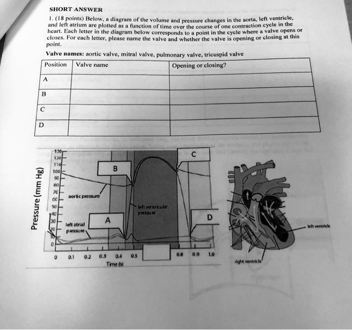 SOLVED Point. Valve names aortic valve, mitral valve, pulmonary valve
