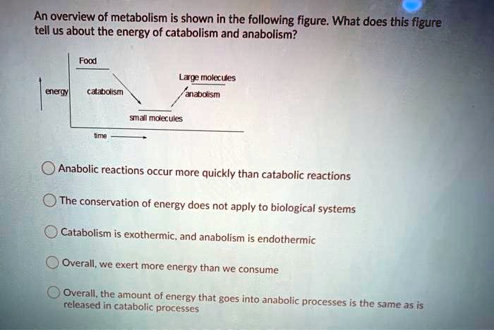 Which Of The Following Is Not A Catabolic Process SOLVED: An overview of metabolism is shown in the following figure