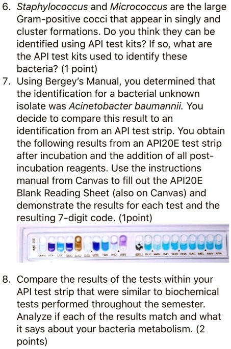 staphylococcus and micrococcus are the large gram positive cocci that ...
