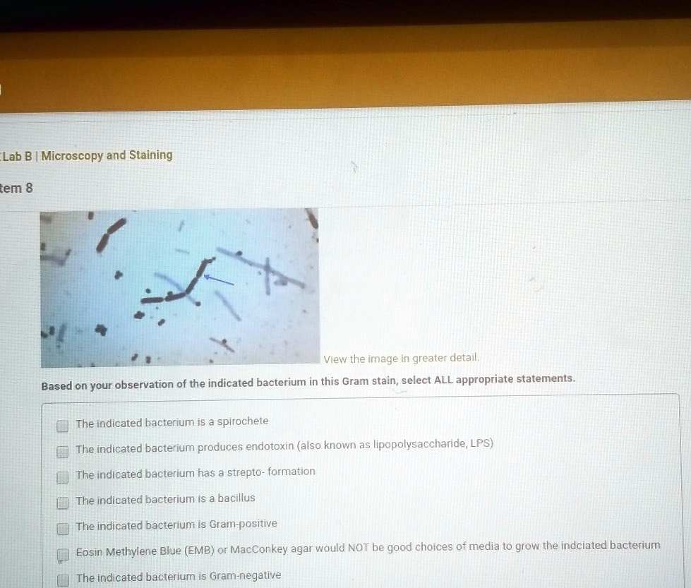 Based on your observation of the indicated bacterium in this Gram stain, select ALL appropriate statements.
The indicated bacterium is a spirochete
The indicated bacterium produces endotoxin (also known as lipopolysaccharide, LPS)
The indicated bacterium has a strepto- formation
The indicated bacterium is a bacillus
The indicated bacterium is Gram-positive
Eosin Methylene Blue (EMB) or MacConkey agar would NOT be good choices of media to grow the indicated bacterium
The indicated bacterium is Gram-negative