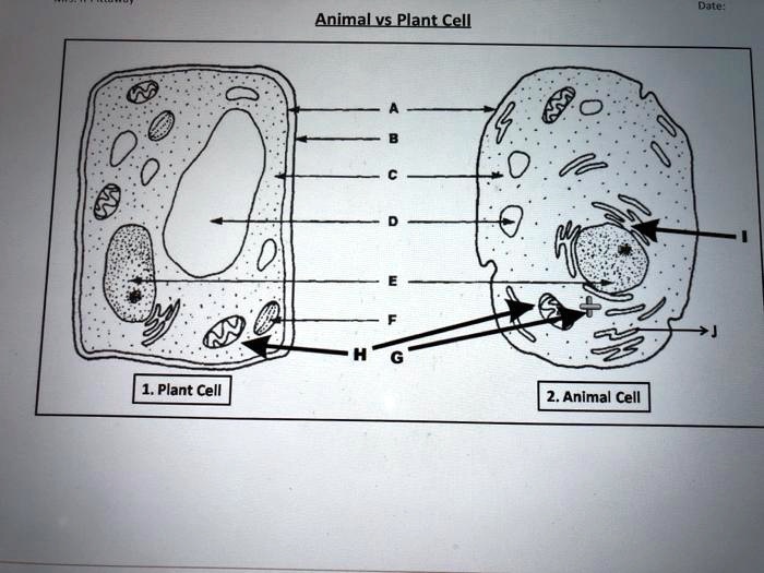 SOLVED: Ha AnimaLvs Plant Cell 1. Plant Cell 2. Animal Cell