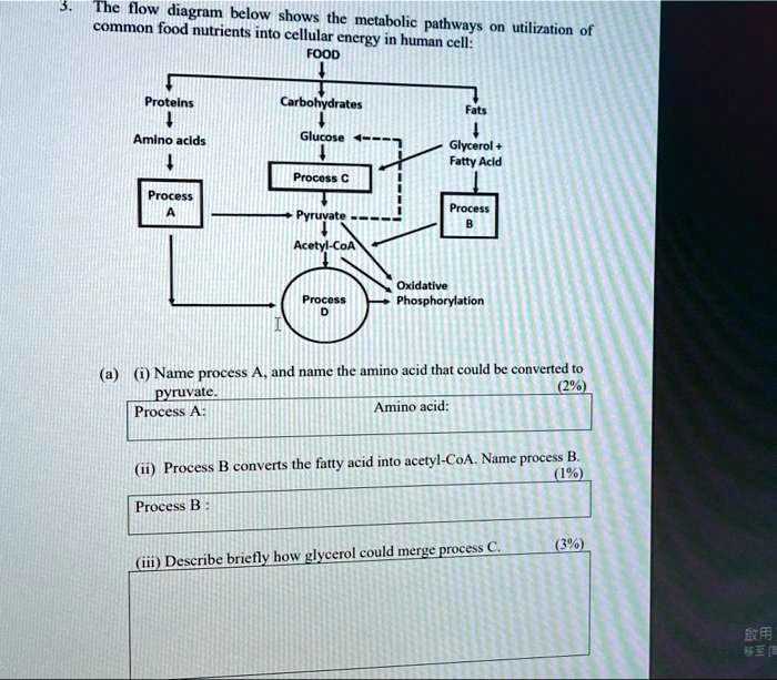 SOLVED Theflowdiagram below shows the metabolic pathways on