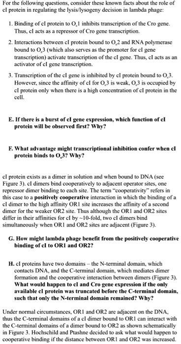 For the following questions, consider these known facts about the role of
cI protein in regulating the lysis/lysogeny decision in lambda phage:

1. Binding of cI protein to OR1 inhibits transcription of the Cro gene.
Thus, cI acts as a repressor of Cro gene transcription.

2. Interactions between cI protein bound to OR2 and RNA polymerase
bound to OR3 (which also serves as the promoter for cI gene
transcription) activate transcription of the cI gene. Thus, cI acts as an
activator of cI gene transcription.

3. Transcription of the cI gene is inhibited by cI protein bound to OR3.
However, since the affinity of cI for OR3 is weak, OR3 is occupied by
cI protein only when there is a high concentration of cI protein in the
cell.

E. If there is a burst of cI gene expression, which function of cI
protein will be observed first? Why?

F. What advantage might transcriptional inhibition confer when cI
protein binds to OR3? Why?

cI protein exists as a dimer in solution and when bound to DNA (see
Figure 3). cI dimers bind cooperatively to adjacent operator sites, one
repressor dimer binding to each site. The term ‘cooperativity’ refers in
this case to a positively cooperative interaction in which the binding of a
cI dimer to the high affinity OR1 site increases the affinity of a second
dimer for the weaker OR2 site. Thus although the OR1 and OR2 sites
differ in their affinities for cI by  10-fold, two cI dimers bind
simultaneously when OR1 and OR2 sites are adjacent (Figure 3).

G. How might lambda phage benefit from the positively cooperative
binding of cI to OR1 and OR2?

H. cI proteins have two domains – the N-terminal domain, which
contacts DNA, and the C-terminal domain, which mediates dimer
formation and the cooperative interaction between dimers (Figure 3).
What would happen to cI and Cro gene expression if the only
available cI protein was truncated before the C-terminal domain,
such that only the N-terminal domain remained? Why?

Under normal circumstances, OR1 and OR2 are adjacent on the DNA,
thus the C-terminal domains of a cI dimer bound to OR1 can interact with
the C-terminal domains of a dimer bound to OR2 as shown schematically
in Figure 3. Hochschild and Ptashne decided to ask what would happen to
cooperative binding if the distance between OR1 and OR2 was increased.