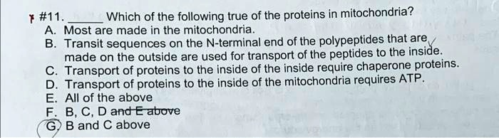 #11.  Which of the following true of the proteins in mitochondria?
A. Most are made in the mitochondria.
B. Transit sequences on the N-terminal end of the polypeptides that are
made on the outside are used for transport of the peptides to the inside.
C. Transport of proteins to the inside of the inside require chaperone proteins.
D. Transport of proteins to the inside of the mitochondria requires ATP.
E. All of the above
F. B, C, D and E above
G. B and C above