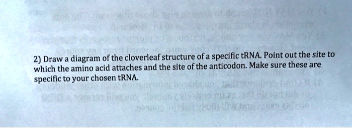 Solved:2) Draw A Diagram Of The Cloverleaf Structure Of A Specific Trna 