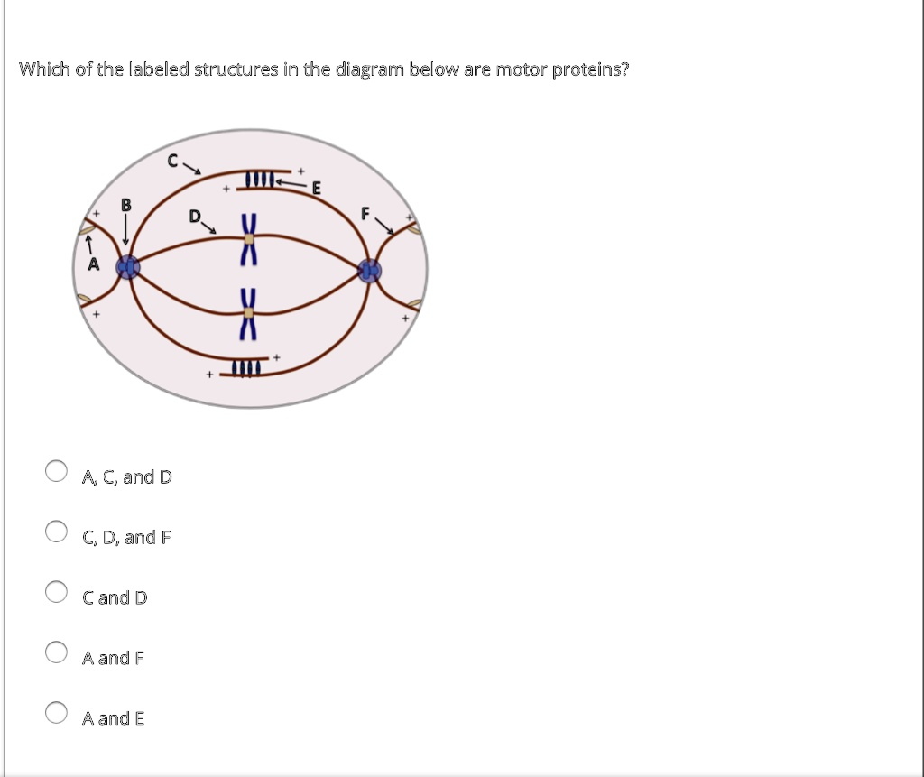 which ofthe labeled structures in the diagram below are motor proteins ...