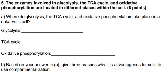5 the enzymes involved in glycolysis the tca cycle and oxidative ...