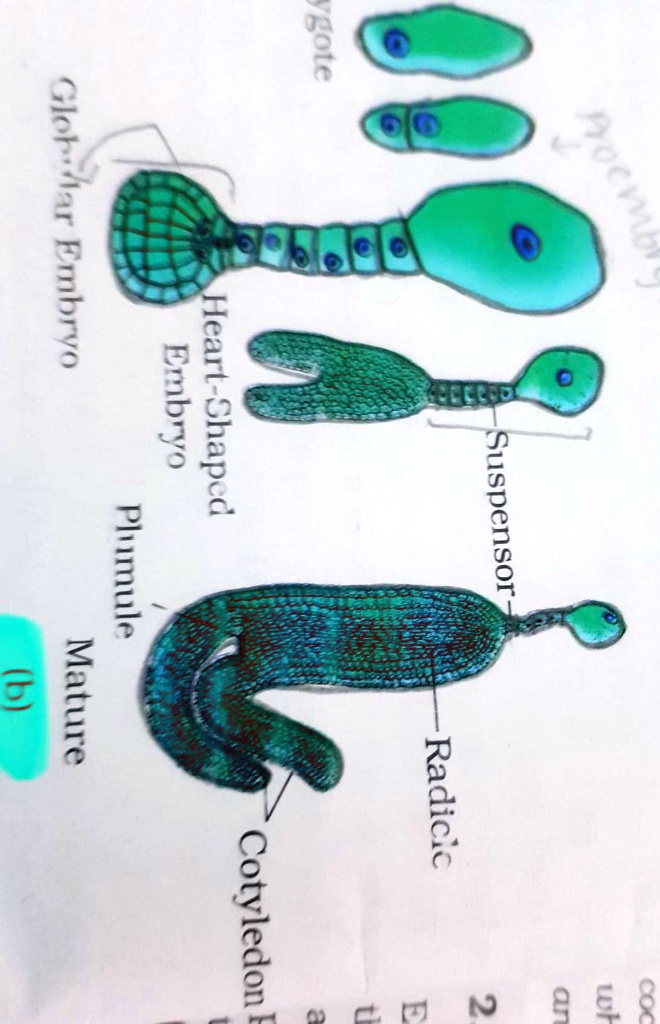 observe the figure given below a name the process b write the stages ...