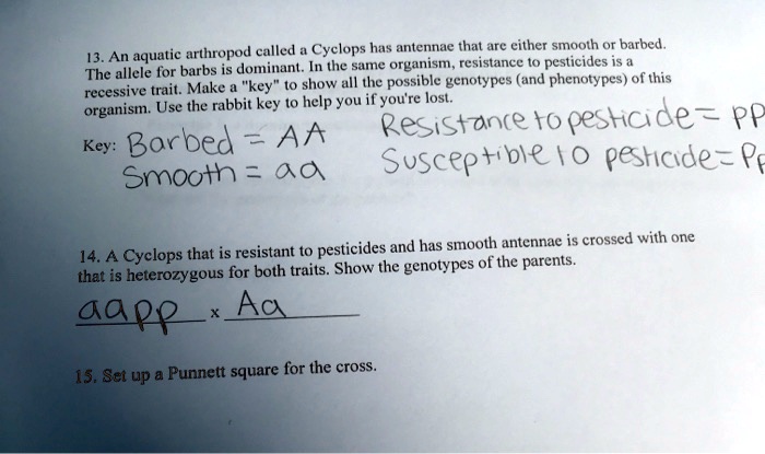 13. An aquatic arthropod called a Cyclops has antennae that are either smooth or barbed. The allele for barbs is dominant. In the same organism, resistance to pesticides is a recessive trait. Make a "key" to show all the possible genotypes (and phenotypes) of this organism. Use the rabbit key to help you if you're lost.

Key: Barbed = AA
Smooth = aa
Resistance to pesticide = pp
Susceptible to pesticide = Pp

14. A Cyclops that is resistant to pesticides and has smooth antennae is crossed with one that is heterozygous for both traits. Show the genotypes of the parents.
aapp x Aa

15. Set up a Punnett square for the cross.