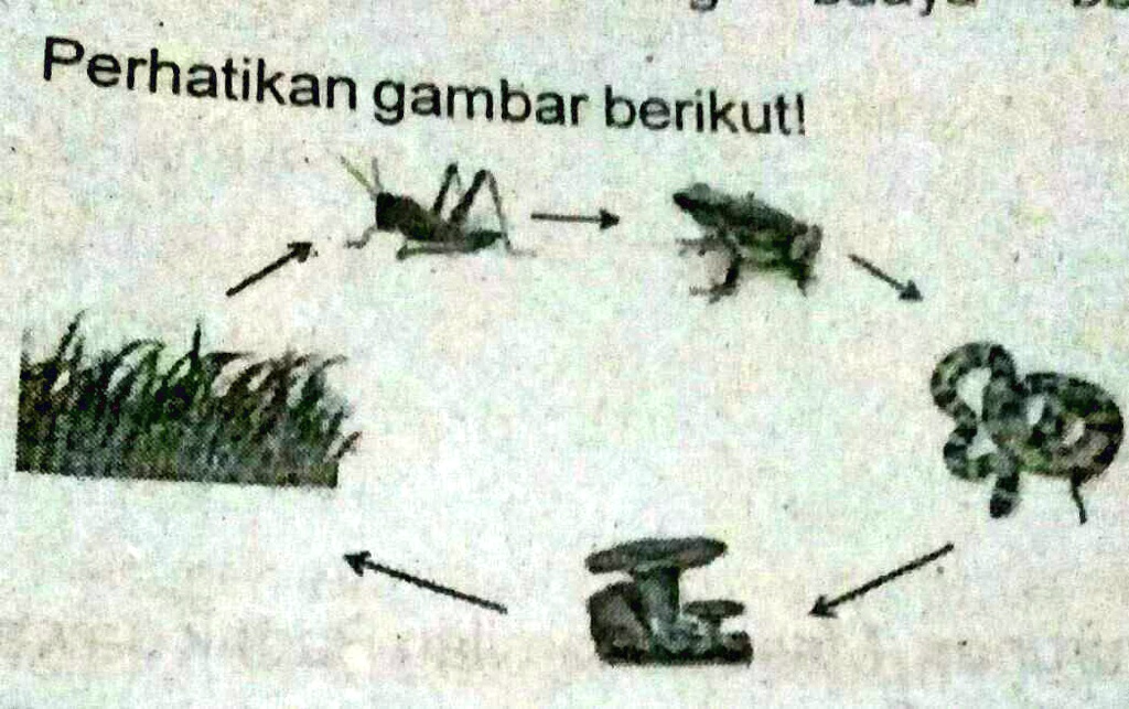 SOLVED: bila populasi katak menurun yang akan terjadi adalah a populasi ...