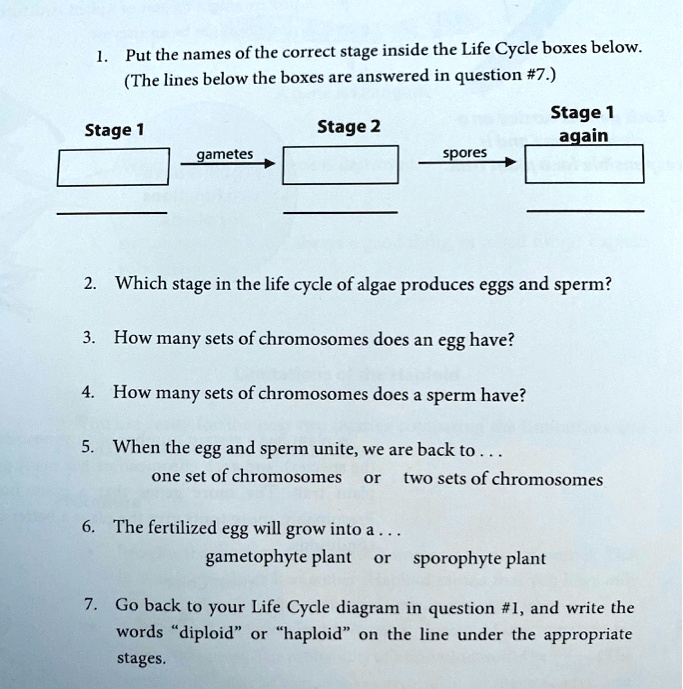 Solved Put The Names Of The Correct Stage Inside The Life Cycle Boxes Below The Lines Below The Boxes Are Answered In Question 7 Stage 1 Stage Stage 2 Again Gametes Spores