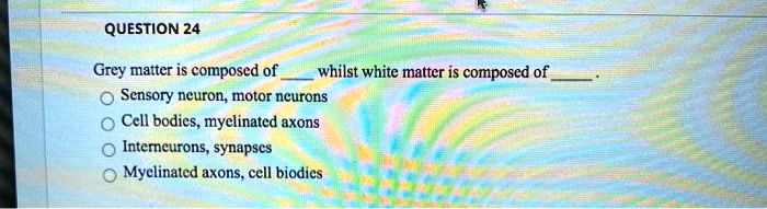 QUESTION 24
Grey matter is composed of  whilst white matter is composed of .
Sensory neuron, motor neurons
Cell bodies, myelinated axons
Interneurons, synapses
Myelinated axons, cell biodies