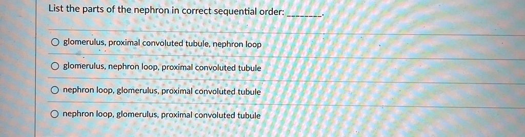 List the parts of the nephron in correct sequential order: O glomerulus ...
