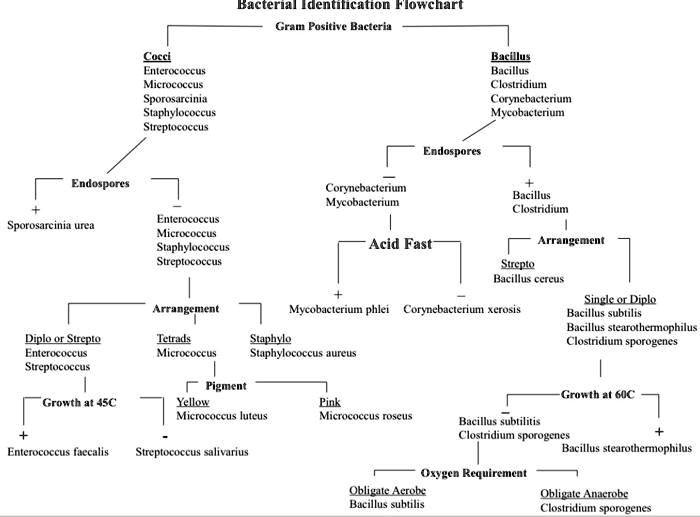 SOLVED: Please make a flowchart using biomedical tests such as gram ...