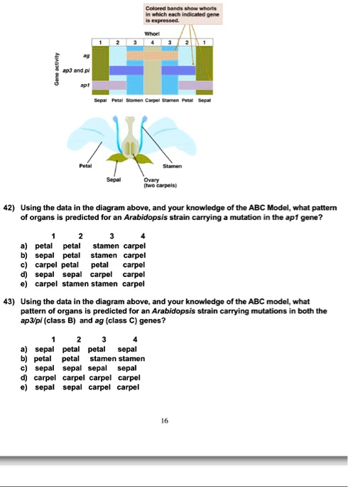 Colored bands show whorls
in which each indicated gene
is expressed.
Whorl
1 2 3 4 3 2 1
ag
ap3 and pi
ap1
Sepal Petal Stamen Carpel Stamen Petal Sepal
Petal Stamen
Sepal Ovary (two carpels)
42) Using the data in the diagram above, and your knowledge of the ABC Model, what pattern of organs is predicted for an Arabidopsis strain carrying a mutation in the ap1 gene?
1 2 3 4
a) petal petal stamen carpel
b) sepal petal stamen carpel
c) carpel petal petal carpel
d) sepal sepal carpel carpel
e) carpel stamen stamen carpel
43) Using the data in the diagram above, and your knowledge of the ABC model, what pattern of organs is predicted for an Arabidopsis strain carrying mutations in both the ap3/pi (class B) and ag (class C) genes?
1 2 3 4
a) sepal petal petal sepal
b) petal petal stamen stamen
c) sepal sepal sepal sepal
d) carpel carpel carpel carpel
e) sepal sepal carpel carpel