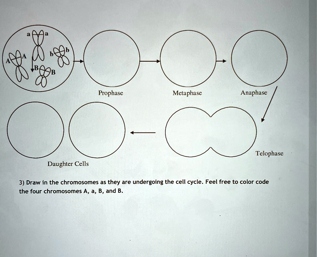 a () Daughter Cells Prophase Metaphase Anaphase Telophase 3) Draw in ...