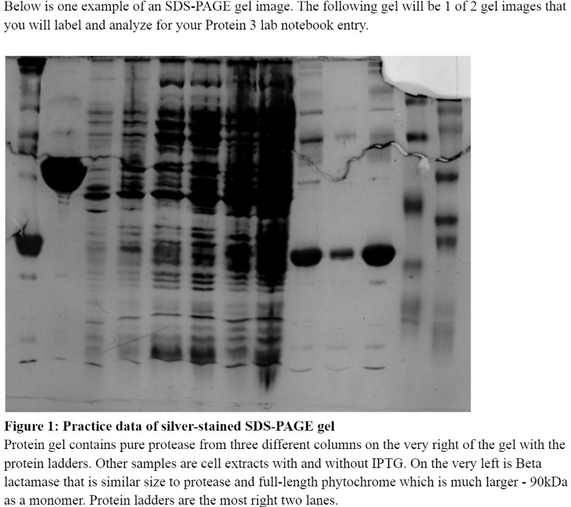 Below is one example of an sds page gel image the following...