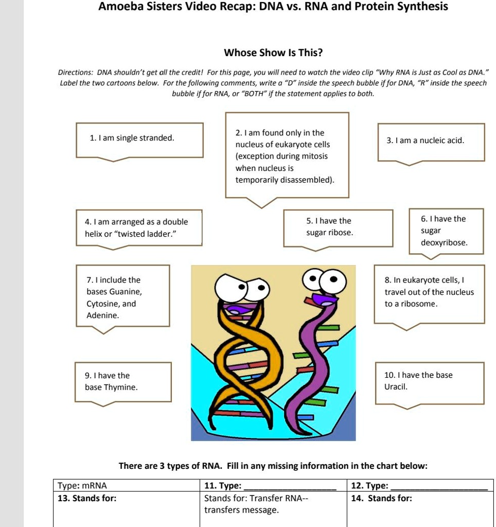 solved-amoeba-sisters-video-recap-dna-vs-rna-and-protein-synthesis