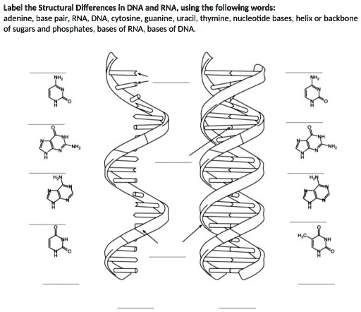 SOLVED: Label the Structural Differences in DNA and RNA, using the ...