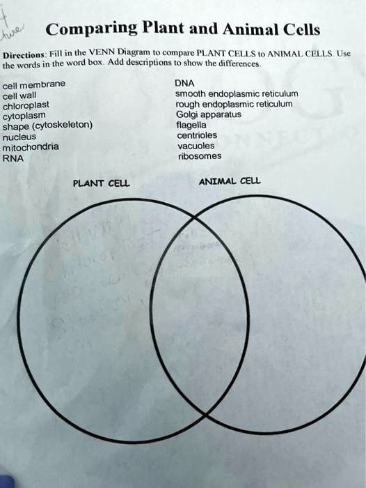 SOLVED: Comparing Plant and Animal Cells Directions Fill in the VENN  Diagtam compare PLANT CELLS /o ANIMAL CELLS Use the words in the word box .  Add descriptions t0 show the differences