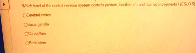 SOLVED: Which Level Of The Central Nervous System Controls Posture ...