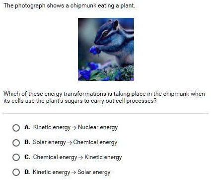 The photograph shows a chipmunk eating a plant.
Which of these energy transformations is taking place in the chipmunk when
its cells use the plant's sugars to carry out cell processes?
A. Kinetic energy (	o) Nuclear energy
B. Solar energy (	o) Chemical energy
C. Chemical energy (	o) Kinetic energy
D. Kinetic energy (	o) Solar energy