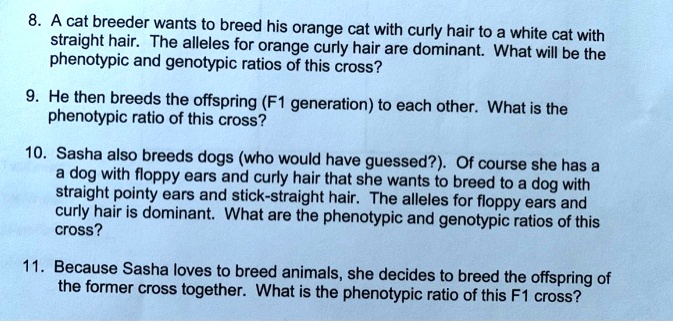 8. A cat breeder wants to breed his orange cat with curly hair to a white cat with straight hair. The alleles for orange curly hair are dominant. What will be the phenotypic and genotypic ratios of this cross?

9. He then breeds the offspring (F1 generation) to each other. What is the phenotypic ratio of this cross?

10. Sasha also breeds dogs (who would have guessed?). Of course she has a a dog with floppy ears and curly hair that she wants to breed to a dog with straight pointy ears and stick-straight hair. The alleles for floppy ears and curly hair is dominant. What are the phenotypic and genotypic ratios of this cross?

11. Because Sasha loves to breed animals, she decides to breed the offspring of the former cross together. What is the phenotypic ratio of this F1 cross?