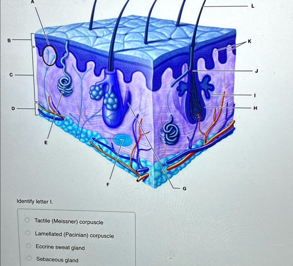 SOLVED: Identify letter I. Tactile (Meissner) corpuscle Lamellated ...