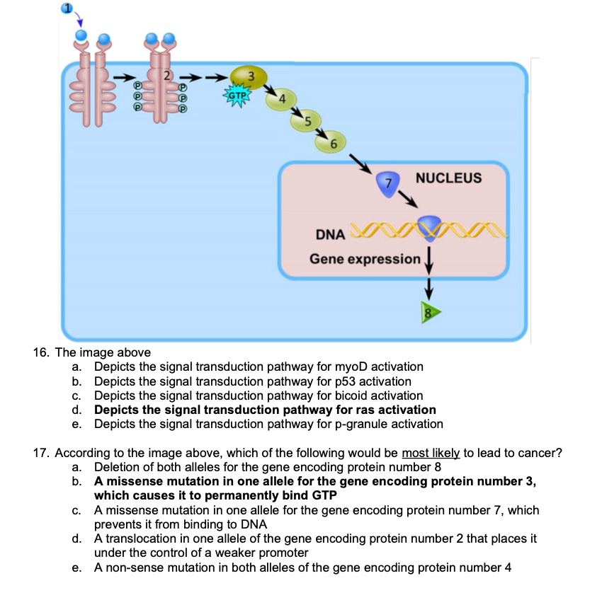 SOLVED: 4 GTP NUCLEUS DNA Gene Expression 16. The Image Above Depicts ...